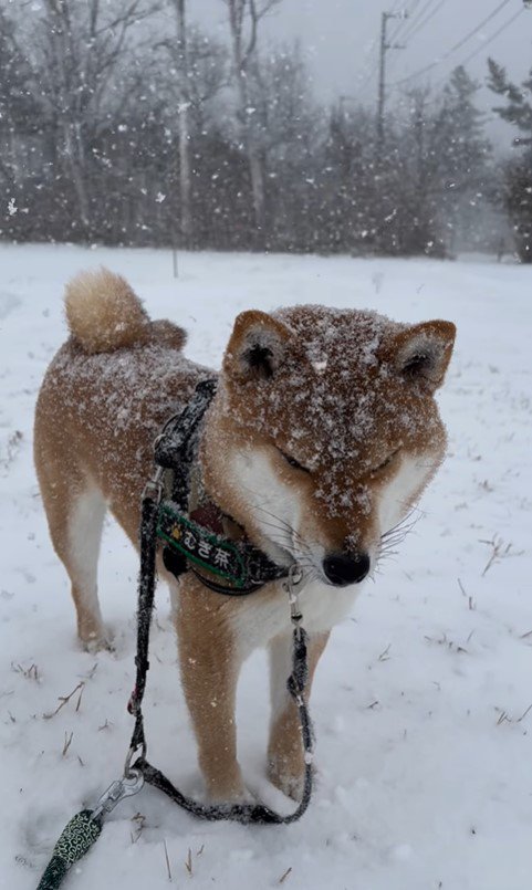 雪の中のむぎ茶くん2