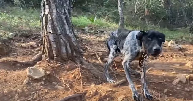 怖がる犬