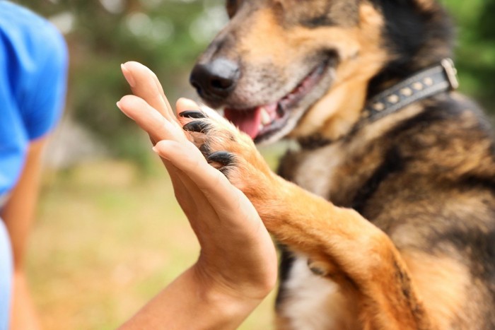 人と犬の絆