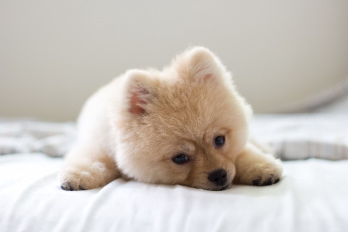 手を広げてペタリと伏せている子犬