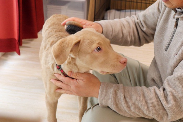 ブラッシングされる犬