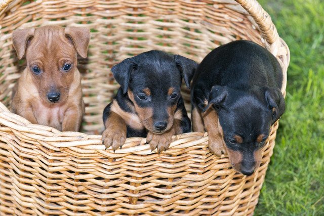 ジャーマンピンシャーの子犬