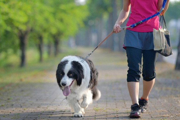 散歩する女性と犬