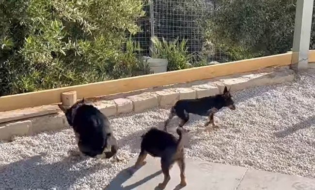 微妙な距離感の犬たち