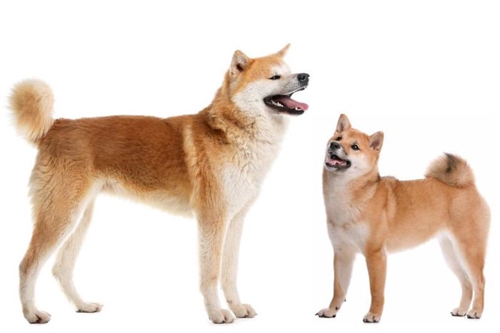 秋田犬と柴犬