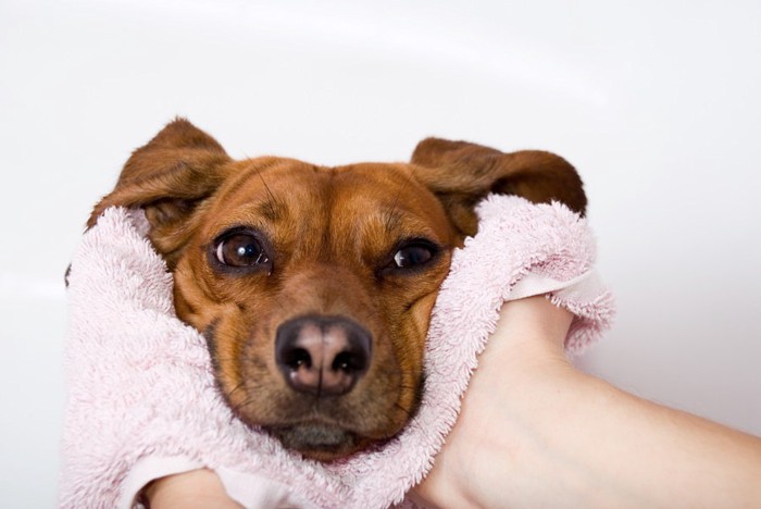 顔を拭いてもらう犬