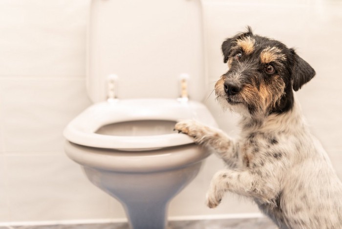 トイレに立つ犬