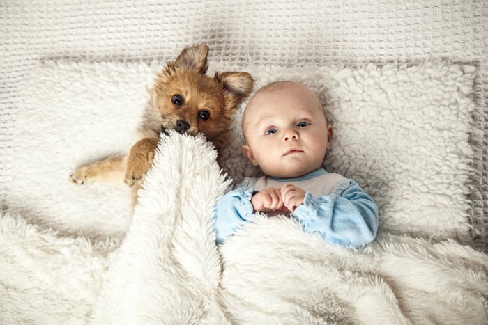 赤ちゃんと犬