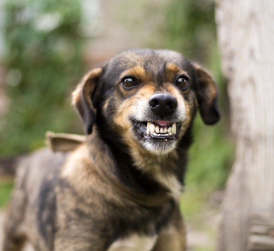 歯茎が見えている犬