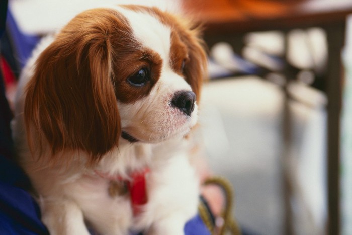 様子をうかがう犬