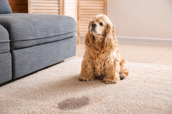 マットにおしっこをした犬