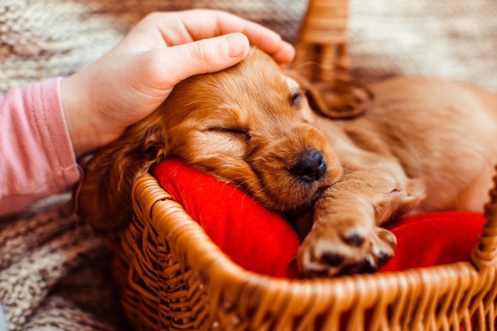 寝ているのに触られる犬