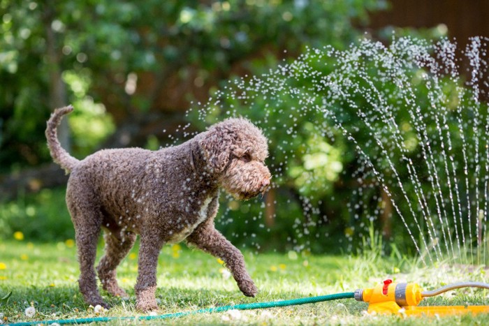 水浴びをする犬