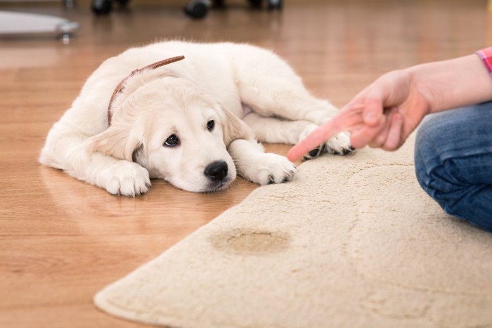 おしっこの失敗を叱られる犬