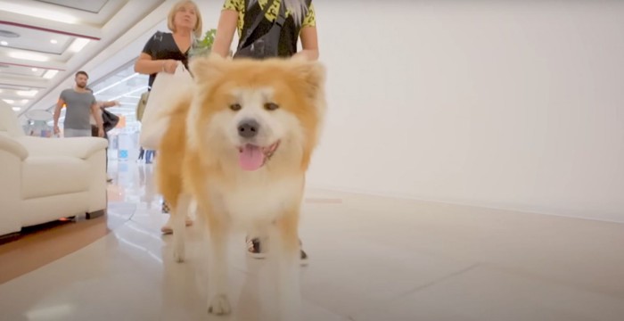 歩く犬と家族