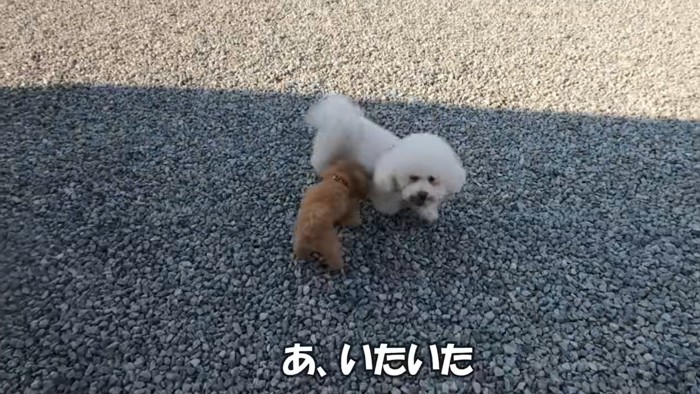 茶色の犬と白い犬
