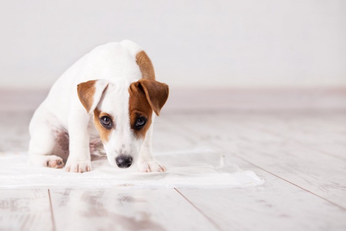 トイレシーツの上に座る子犬