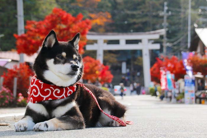 指示に従っておとなしくできる犬