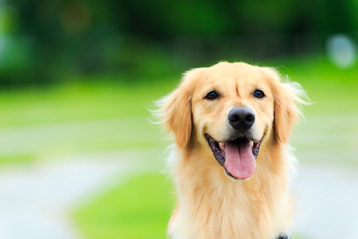 大型犬にはハーネスがおすすめ