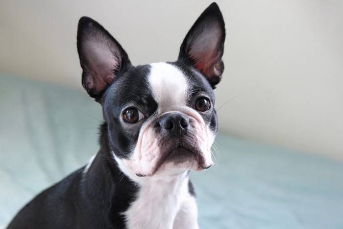 French Bulldog Dog Breed Information and Characteristics | Japanese Dog ...