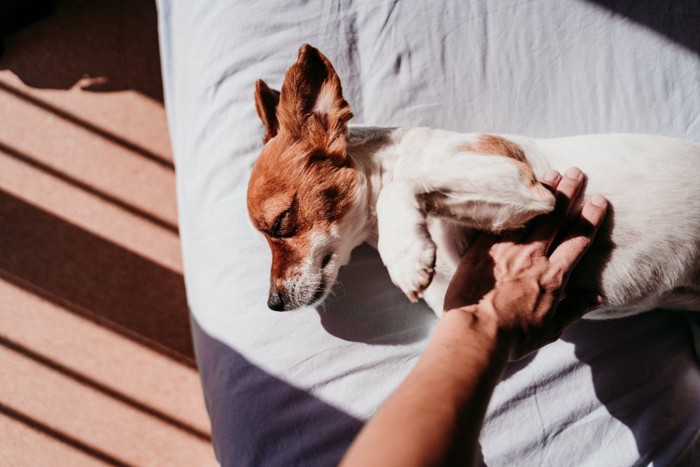 ヘソ天でお腹を撫でてもらう犬