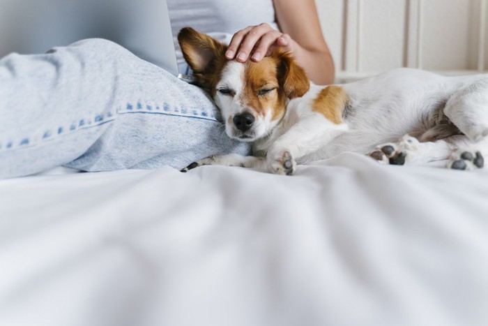 ベッドの上で撫でてもらう犬