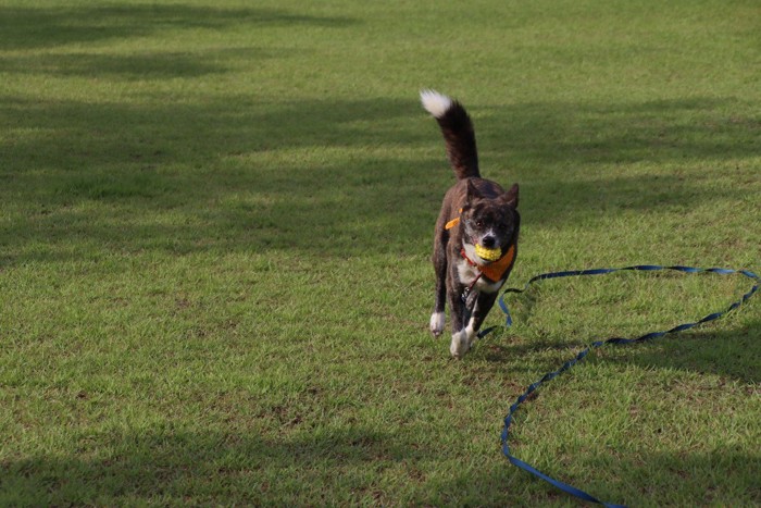 ロングリードでボール遊びをする犬