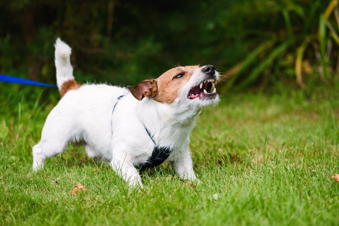 威嚇中の犬