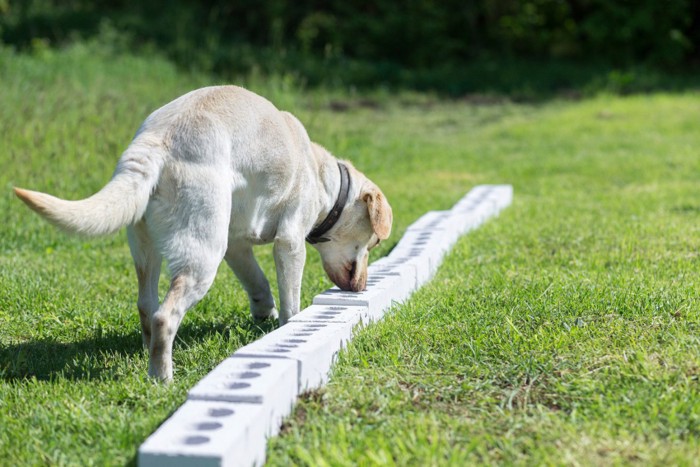 嗅覚を使った探知訓練中の犬