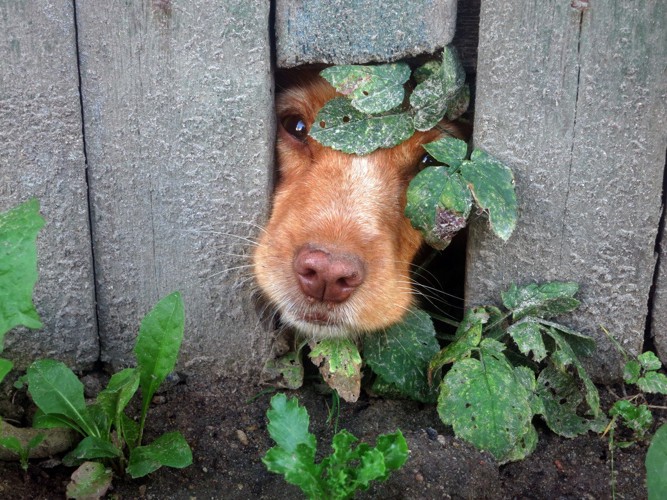 柵に突っ込む犬