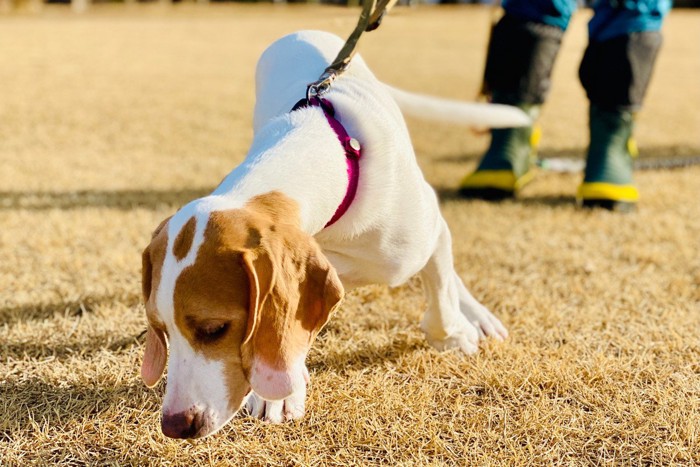 地面のにおいをかぐ犬