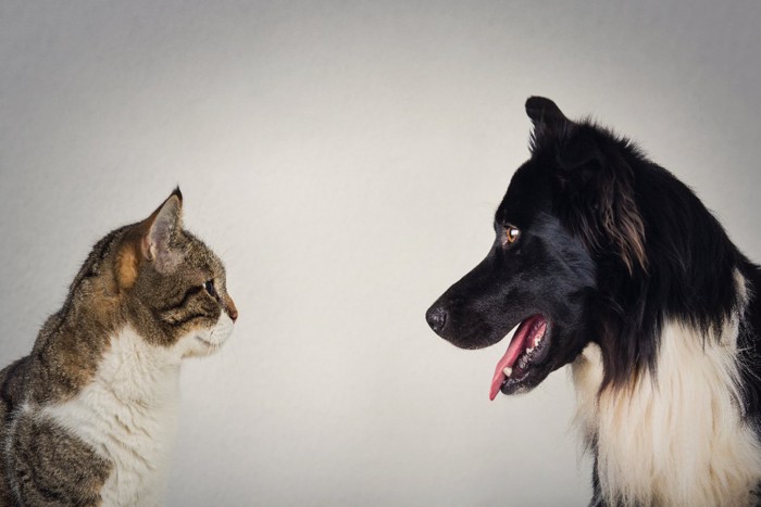 犬と猫の横顔