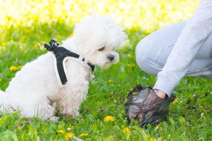 犬のウンチを取り除く手