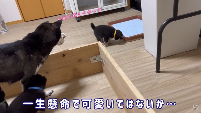 脱走したきいろくんと呆れる母犬