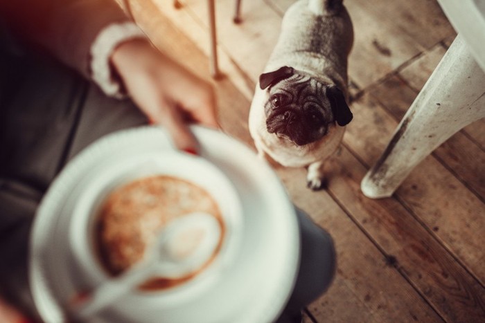 料理を見上げる犬