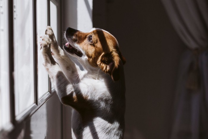 外を見る犬