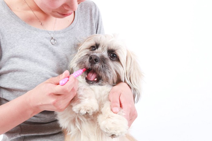 飼い主に抱えられて歯を磨かれている犬