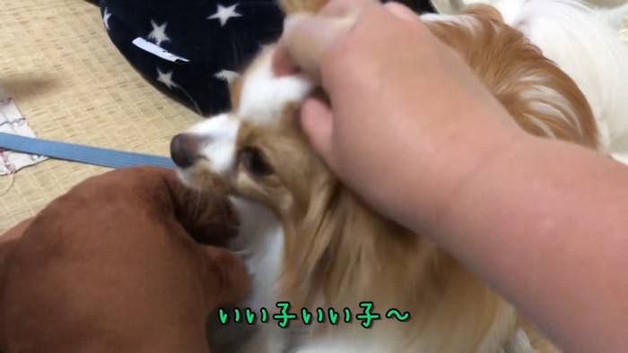 撫でる飼い主さん