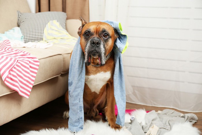 散らかっている部屋にいる犬