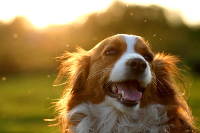 笑顔の犬