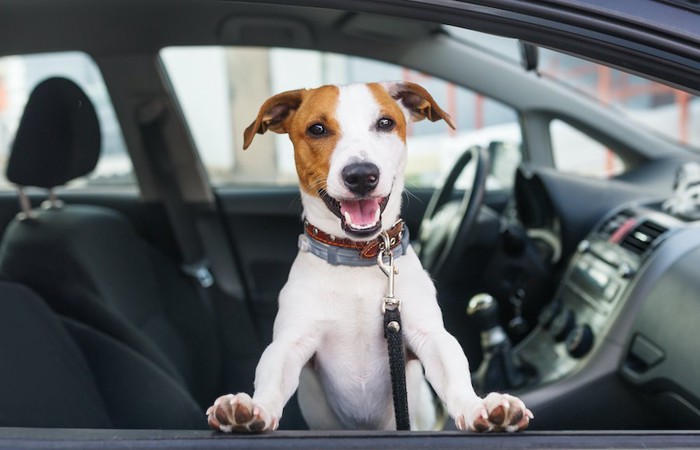 車から顔をだすリードをつけた犬