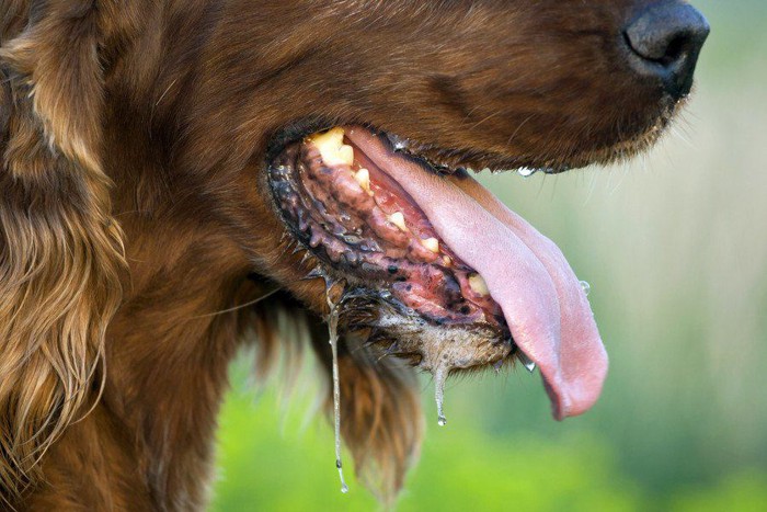 ヨダレが垂れる犬の口元のアップ