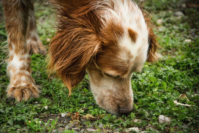 拾い食いをしようとする犬