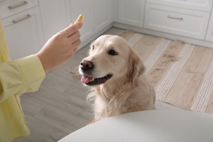 女性の手と待つ犬