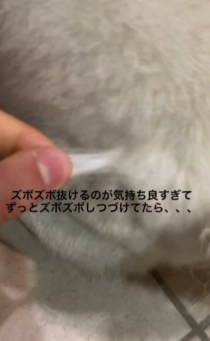 クセになる