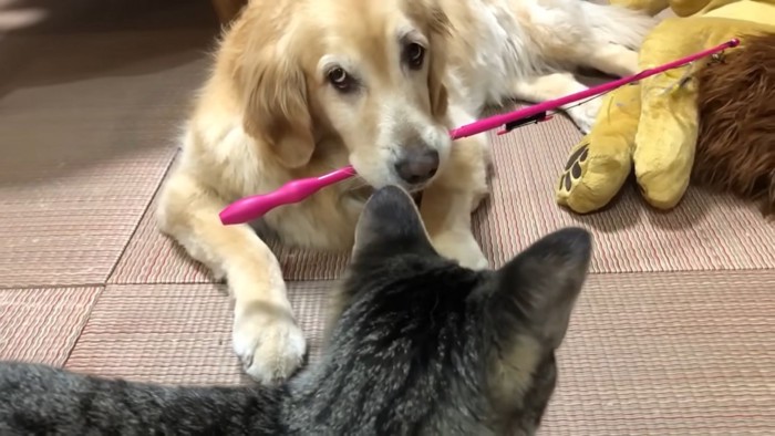 犬を見る猫の後頭部