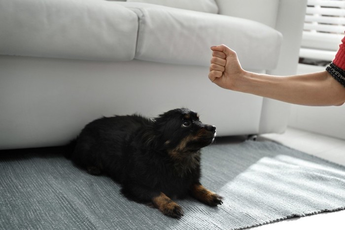 伏せをする犬と拳を握った手