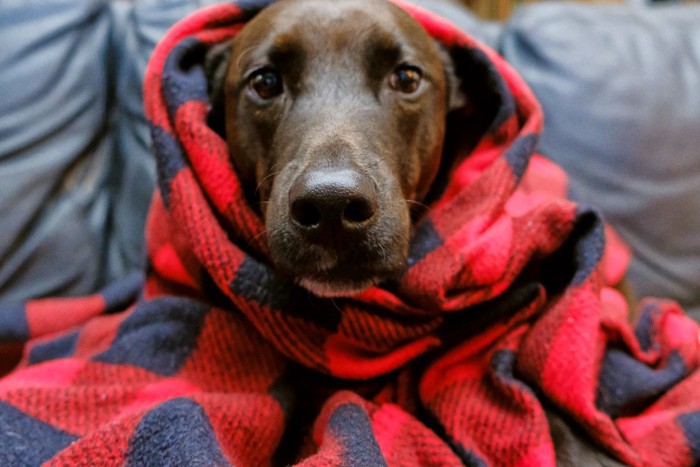 毛布に包まる犬