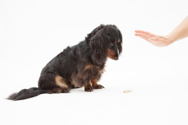 犬の拾い食いの直し方