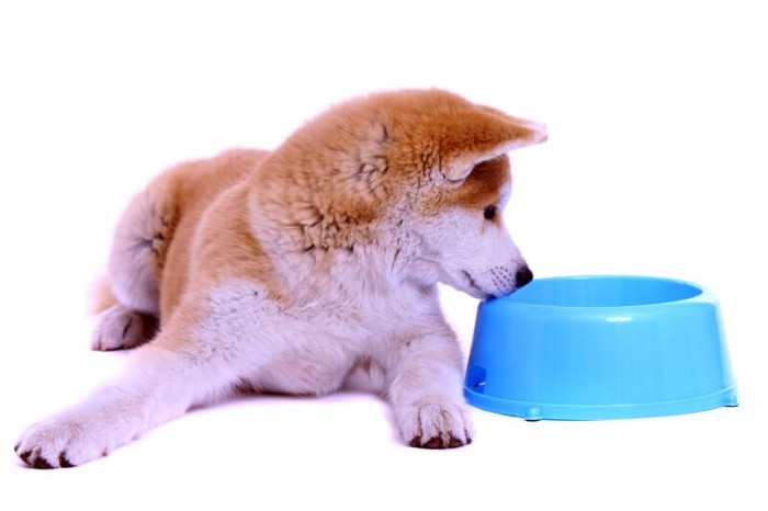 空の餌皿を見つめる秋田犬